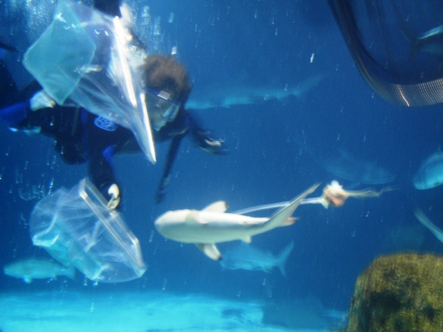 Blacktip shark pup and diver