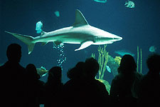 Shark