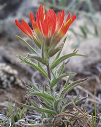 Castilleja chromosa plant