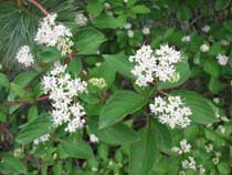 Dogwood plants
