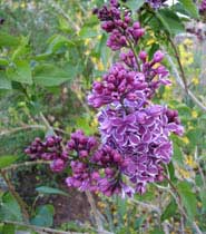 "Miss Kim" deep purple lilacs
