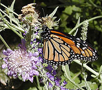 Viceroy