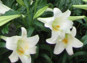 Easter lily