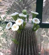 Saguaro in bloom