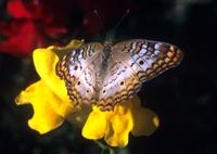 White Peacock