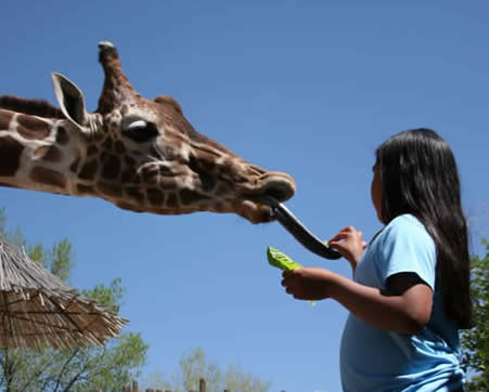 Giraffe feeding