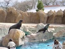 Sea lions getting fed
