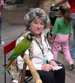 Yellow collared macaw