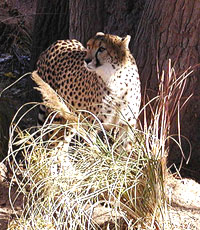 Cheeta