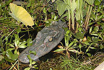 Alligator Statue