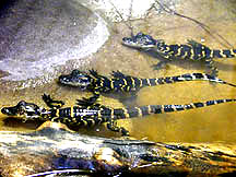American Alligator