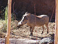 Red River Hog