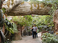 Rain Forest