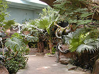 Rain Forest
