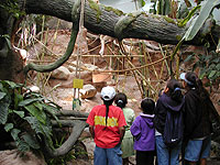Rain Forest