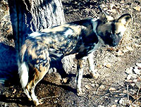 African Wild Dog