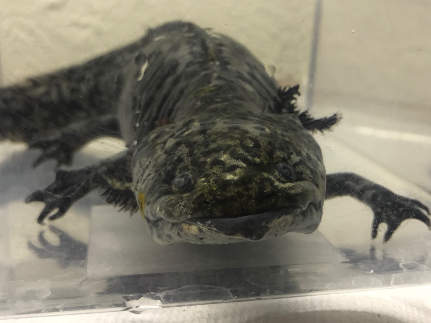 Meet the Axolotl — City of Albuquerque
