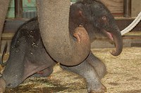 Newborn elephant calf
