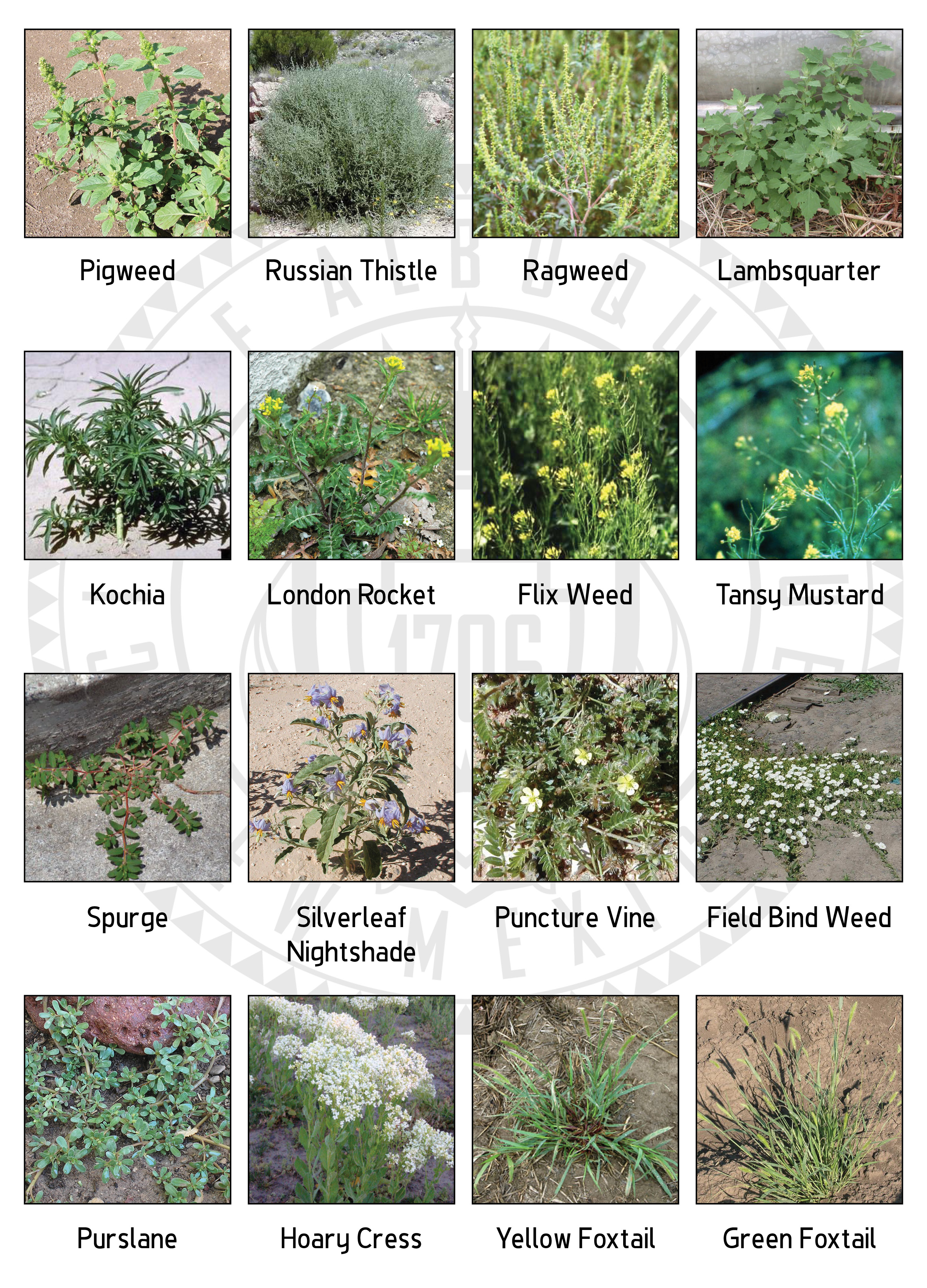 Chart Of Nuisance Weeds