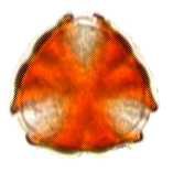 Phaceliacrenulata2.jpg