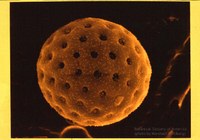 bsachenopod.jpg bsachenopod.jpg