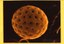 bsachenopod.jpg