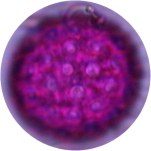 chenopod1a.jpg chenopod1a.jpg