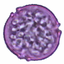 rumex pollen image