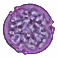 rumex3x.gif rumex3x.gif