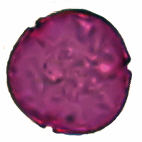 rumex3xa.gif rumex3xa.gif