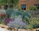 xeriscaped yard