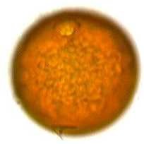 grass pollen image
