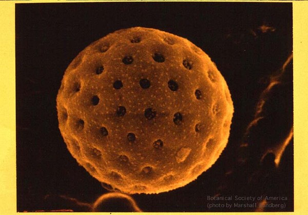 copyright image Botanical Society of America, chenopod pollen image