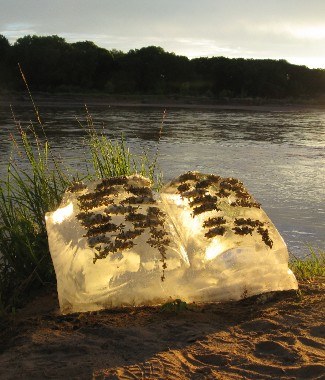 Listening to Rivers: Artist Talk with Basia Irland & Bosque Planting Day