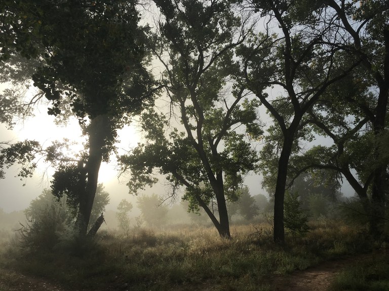 Bosque in Fog