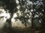 Bosque in Fog
