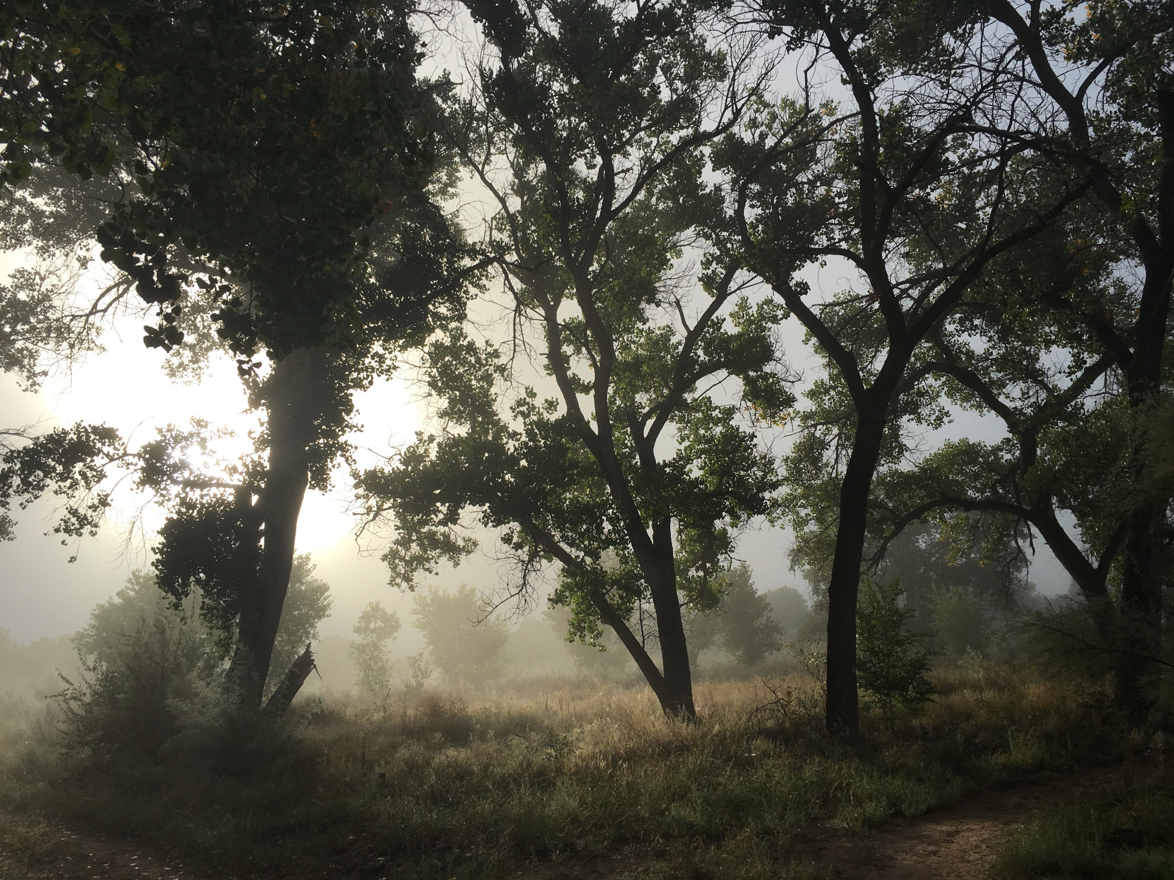 Bosque in Fog