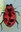 Insect Art Project