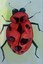 Insect Art Project
