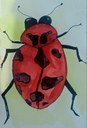 Insect Art Project