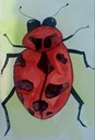 Insect Art Project