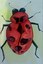 Insect Art Project