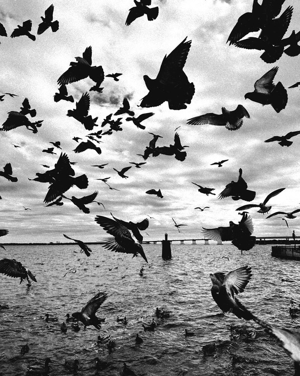 Kaylee Miles, Grade 12, Volcano Vista HS Flock of Seagulls, Photography – Digital