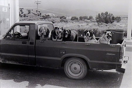 Good Dogs 450 px