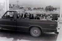 Good Dogs 450 px Good Dogs 450 px