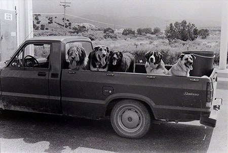 Good Dogs 450 px