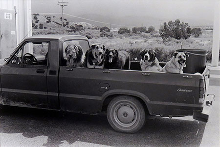 Good Dogs 450 px