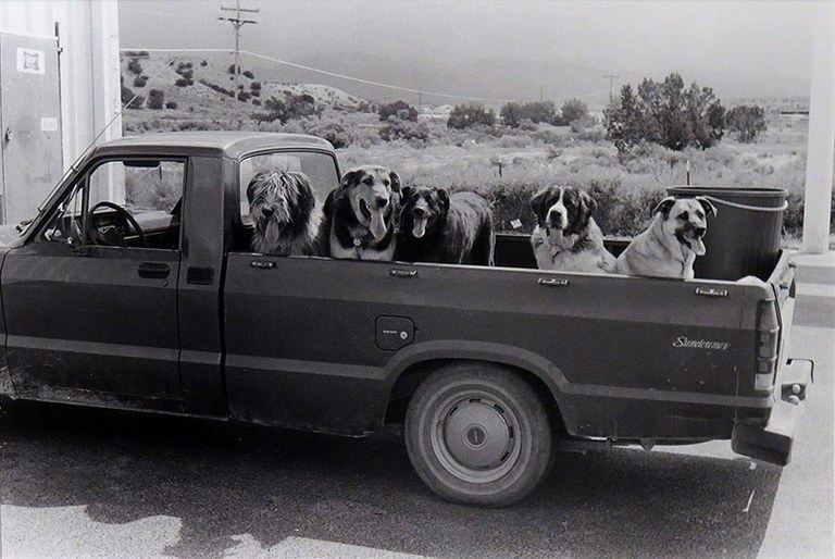 Good Dogs 800px