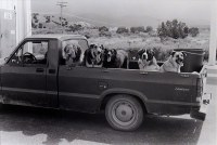 Good Dogs 800px Good Dogs 800px