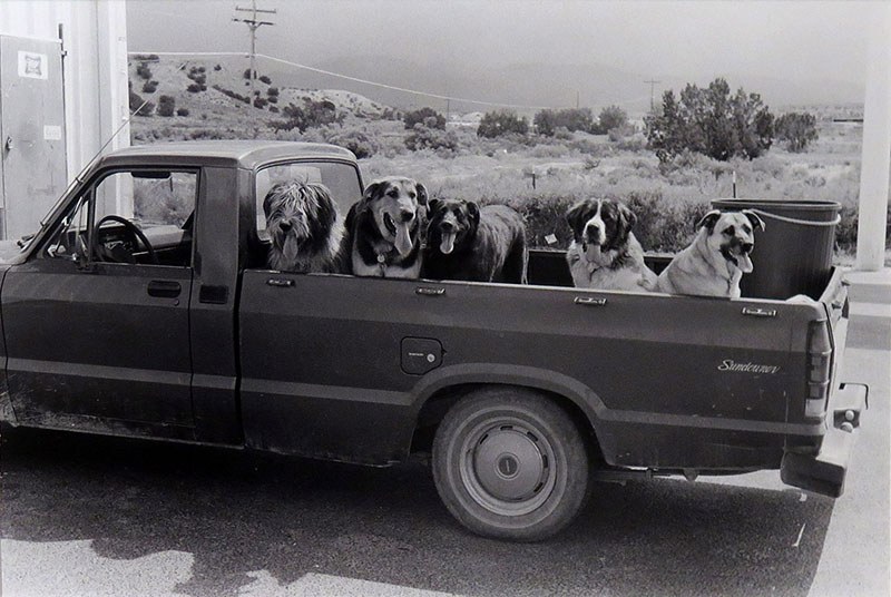 Good Dogs 800px